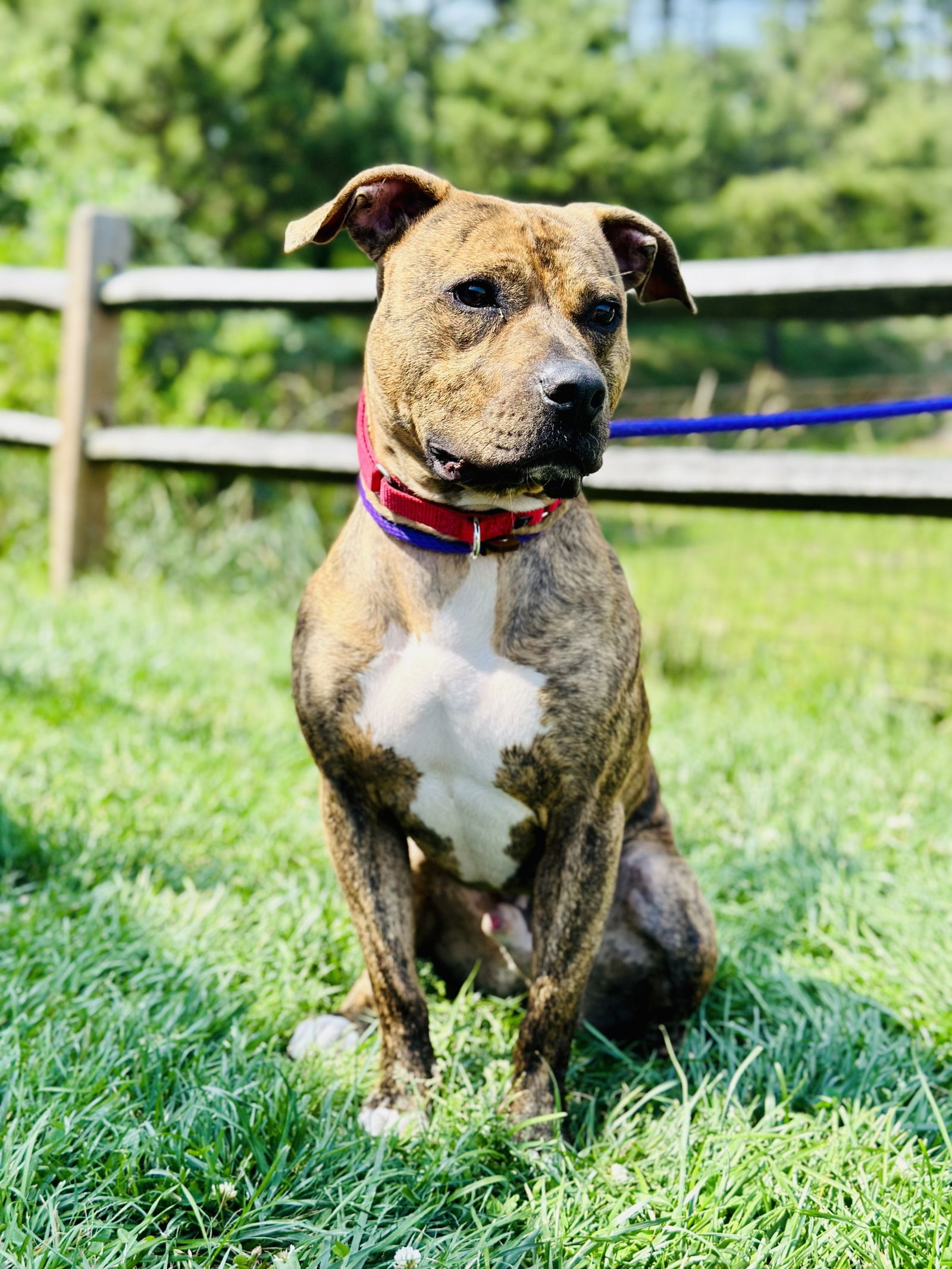 adoptable Dog in Manahawkin, NJ named Menace