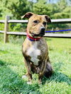 adoptable Dog in  named Menace