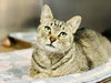 adoptable Cat in , NJ named Focaccia