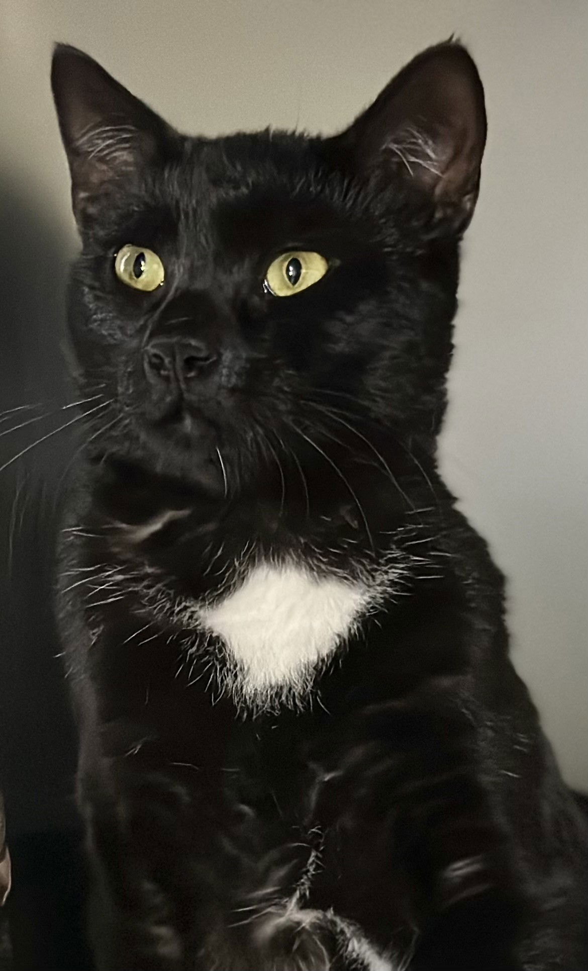 adoptable Cat in Manahawkin, NJ named Alfie