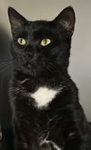 adoptable Cat in , NJ named Alfie