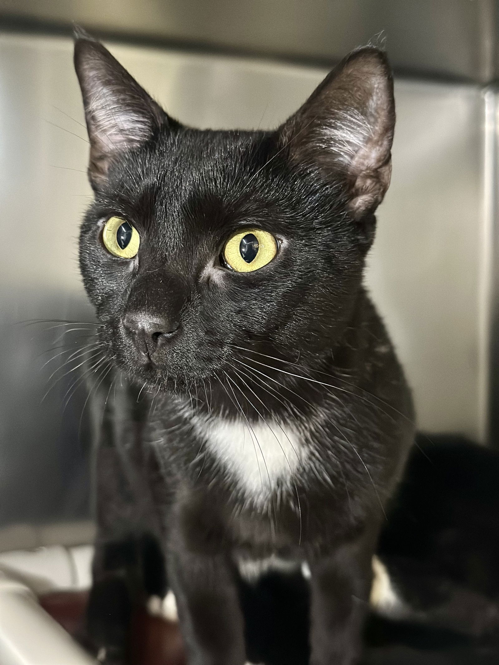 adoptable Cat in Manahawkin, NJ named Angleo