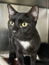 adoptable Cat in , NJ named Angleo