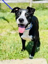 adoptable Dog in , NJ named Lucky