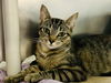 adoptable Cat in , NJ named Caramello