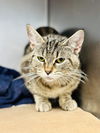 adoptable Cat in , NJ named Ember