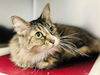 adoptable Cat in  named Hedwig
