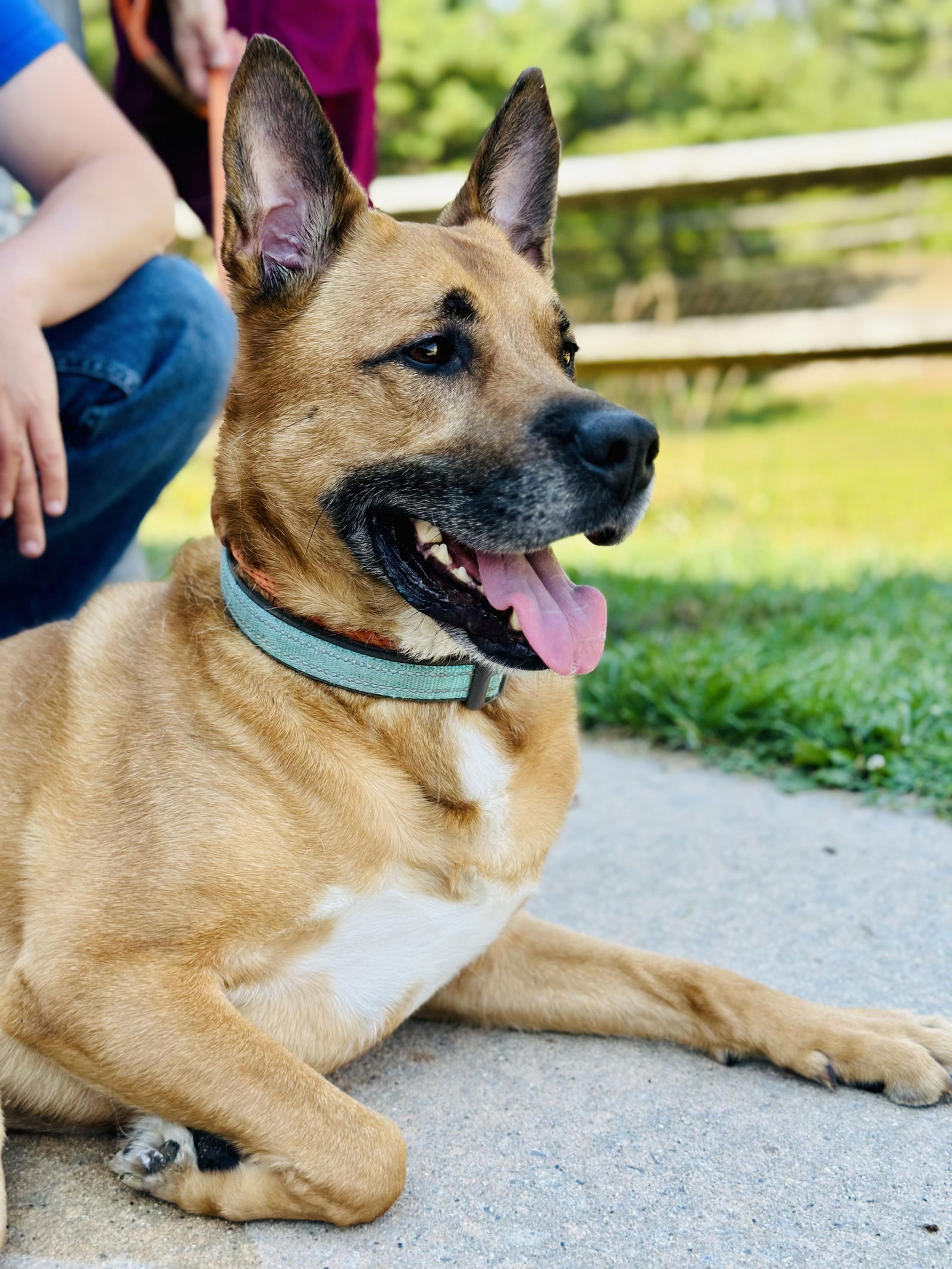 adoptable Dog in Manahawkin, NJ named Axel