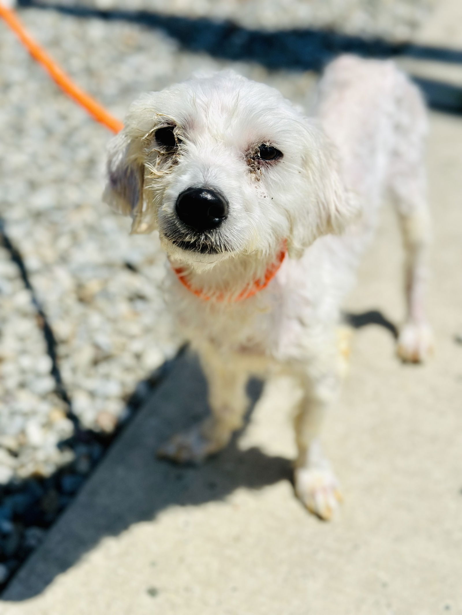adoptable Dog in Manahawkin, NJ named Emeror Palpatine