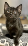 adoptable Cat in , NJ named Melvin