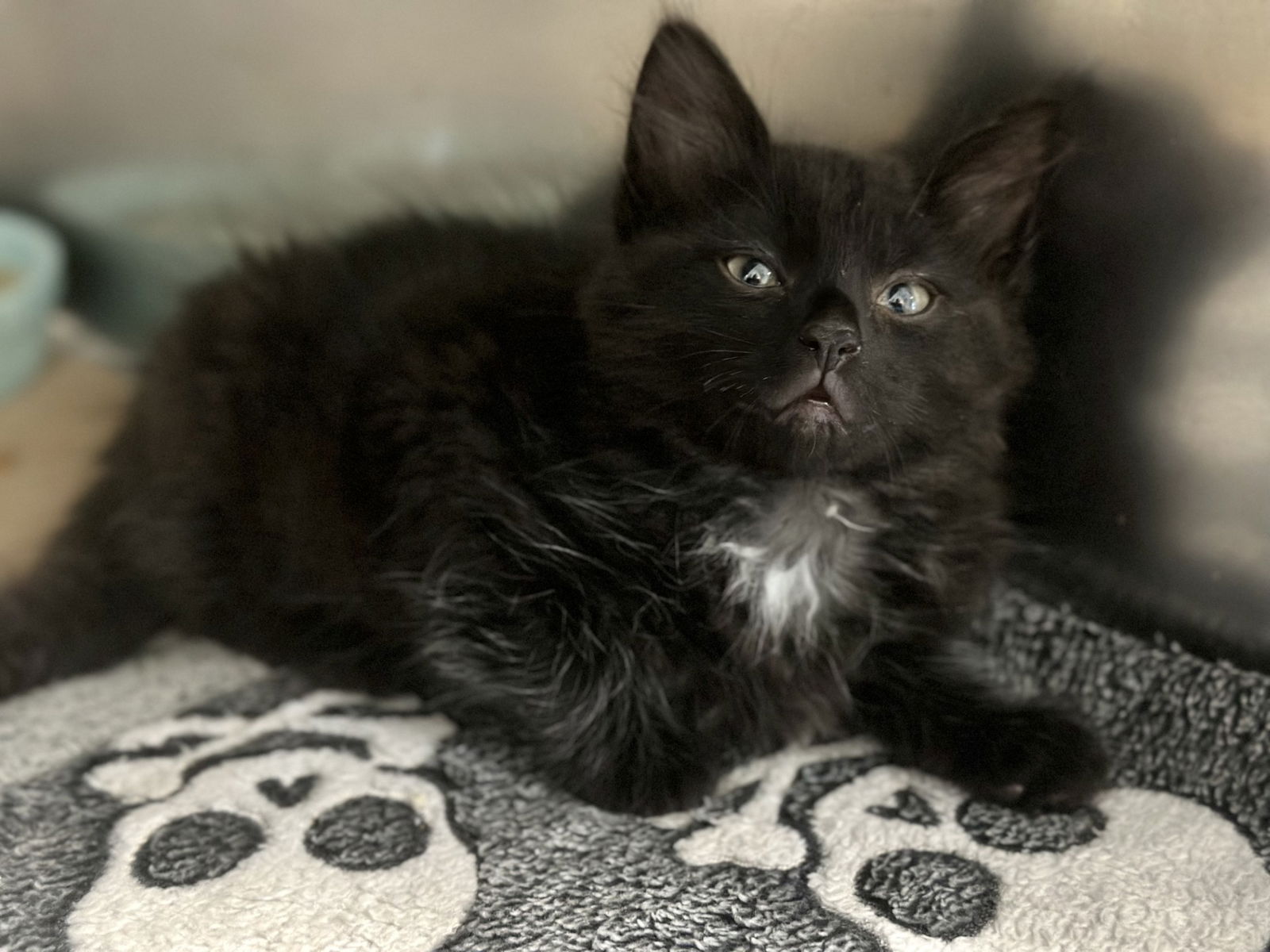 adoptable Cat in Manahawkin, NJ named Marvin