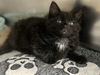 adoptable Cat in , NJ named Marvin