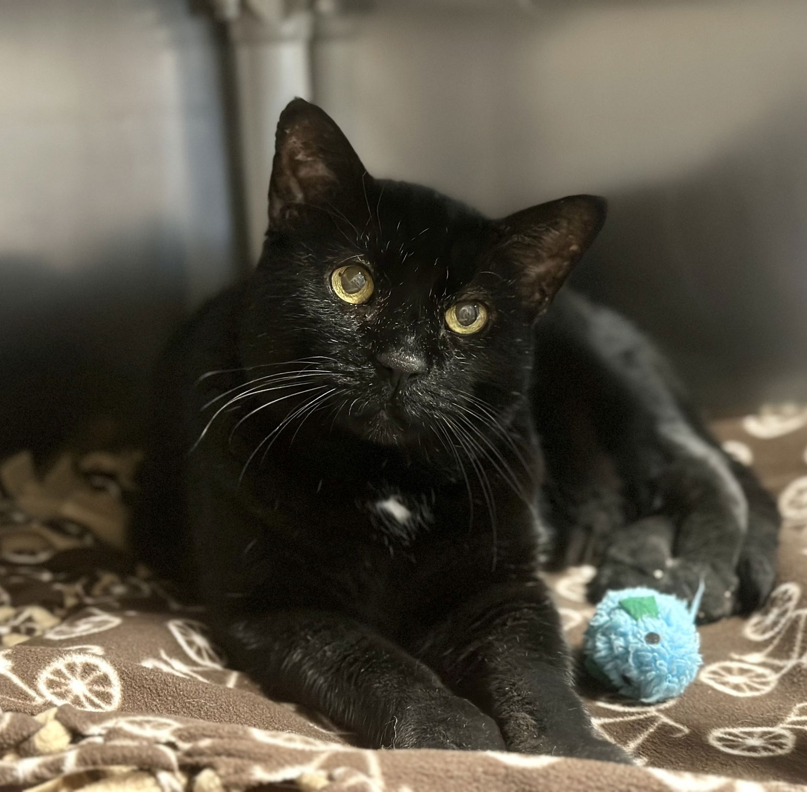 adoptable Cat in Manahawkin, NJ named Charlie