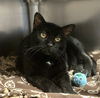 adoptable Cat in , NJ named Charlie