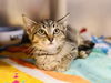 adoptable Cat in , NJ named Reef