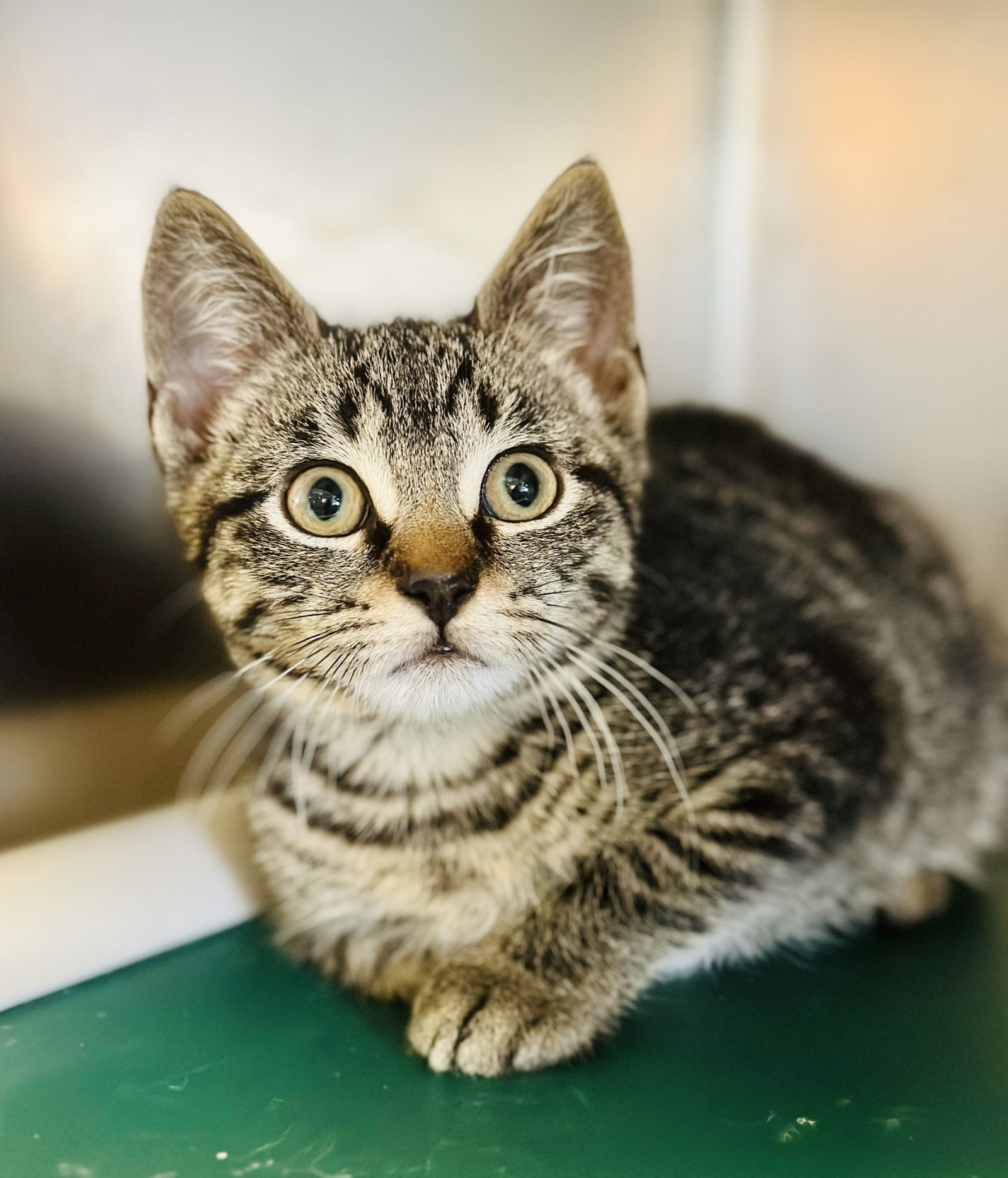 adoptable Cat in Manahawkin, NJ named Bamboo
