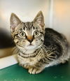 adoptable Cat in , NJ named Bamboo