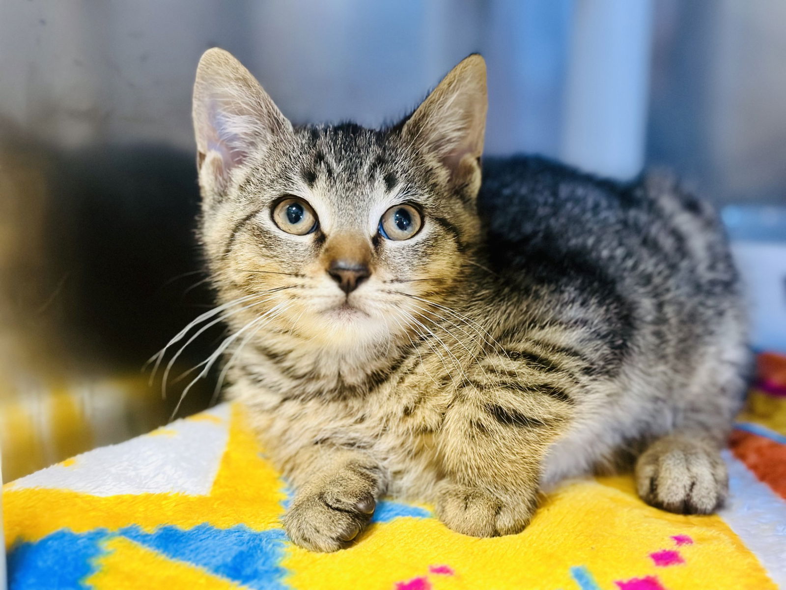adoptable Cat in Manahawkin, NJ named Thresher