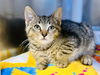 adoptable Cat in , NJ named Thresher