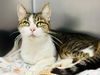 adoptable Cat in , NJ named Porkchop