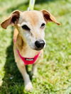 adoptable Dog in , NJ named Gator
