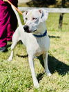 adoptable Dog in  named Oakley