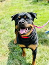 adoptable Dog in  named Zara