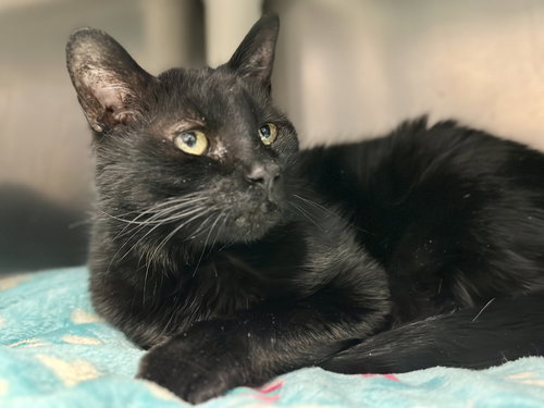 POE - Domestic Short Hair available for adoption