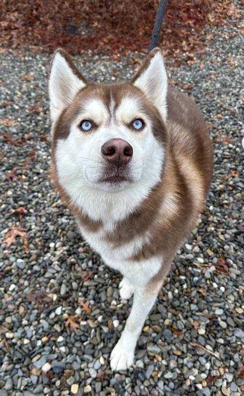 picture of the dog needing adoption