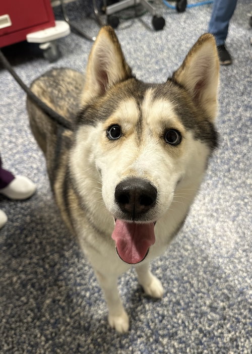 picture of the dog needing adoption