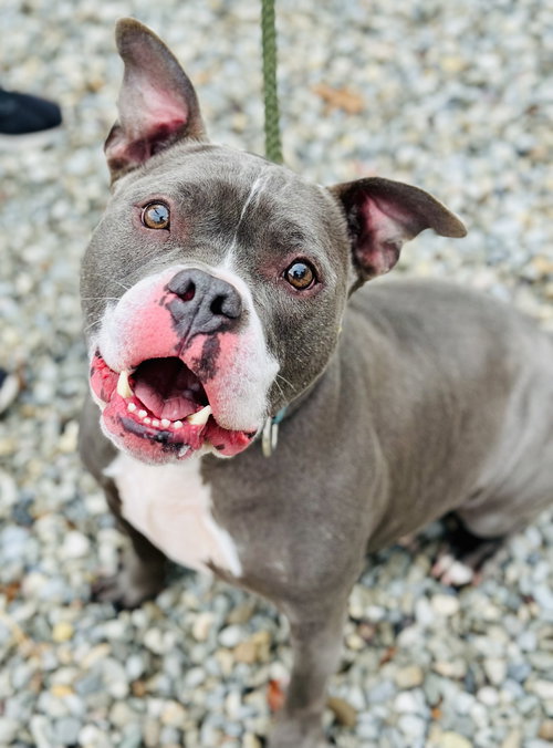 picture of the dog needing adoption