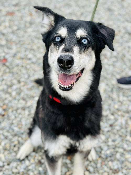 picture of the dog needing adoption