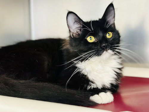 picture of the cat needing adoption