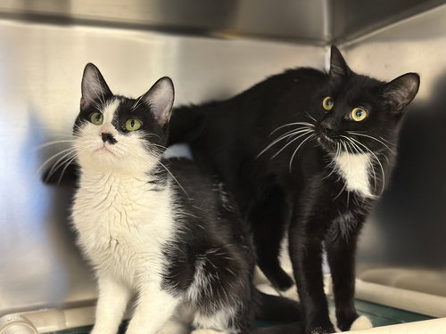 picture of the cat needing adoption