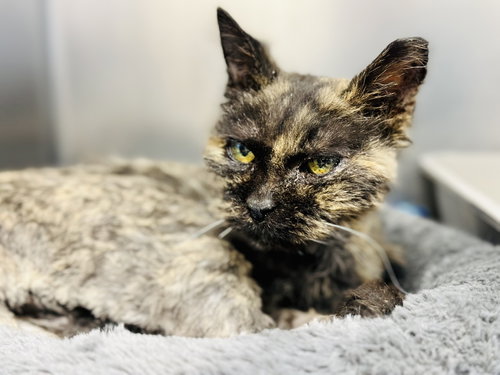 picture of the cat needing adoption