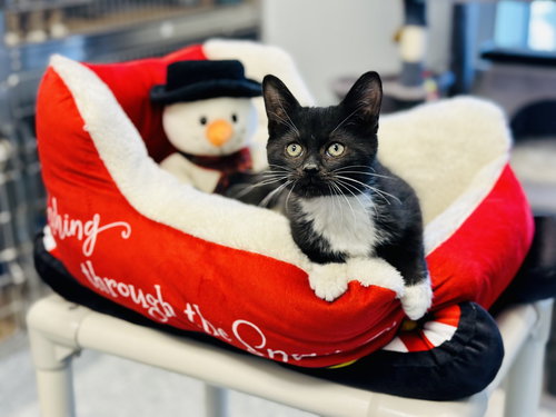 picture of the cat needing adoption
