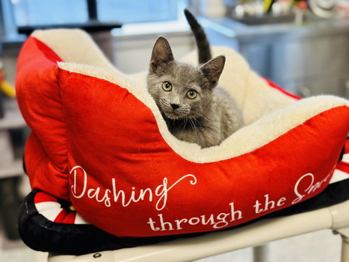 picture of the cat needing adoption