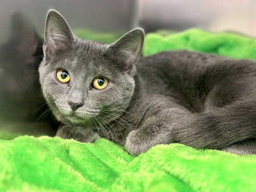 picture of the cat needing adoption
