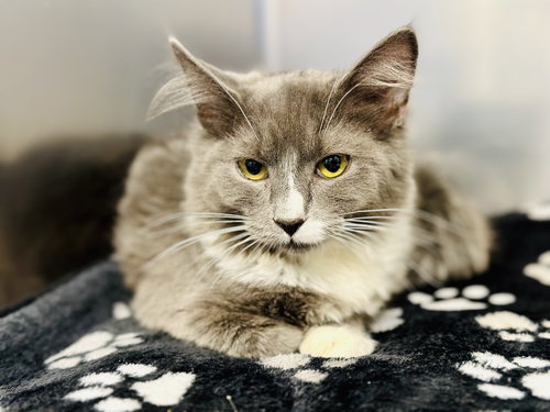 picture of the cat needing adoption