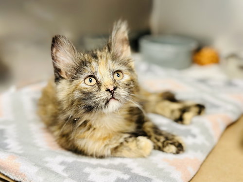 picture of the cat needing adoption