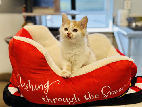 picture of the cat needing adoption