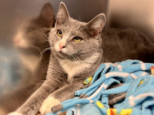 picture of the cat needing adoption