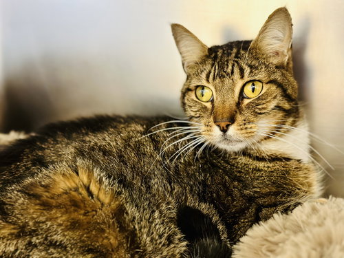 picture of the cat needing adoption