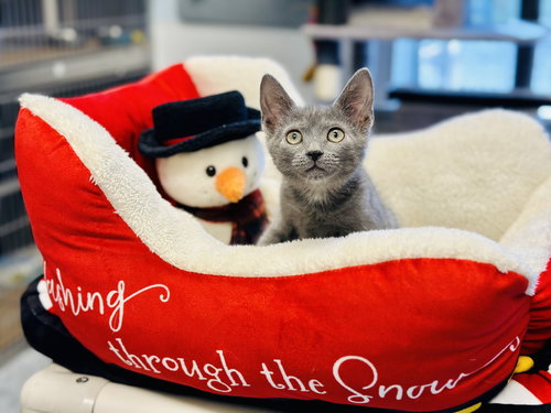 picture of the cat needing adoption