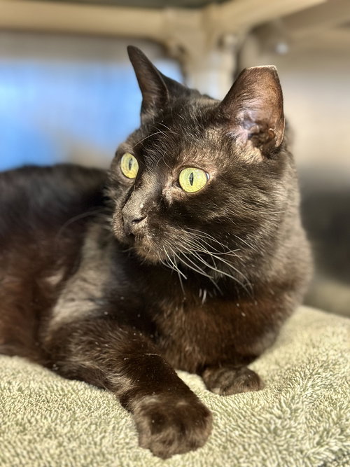 CORA - Domestic Short Hair available for adoption