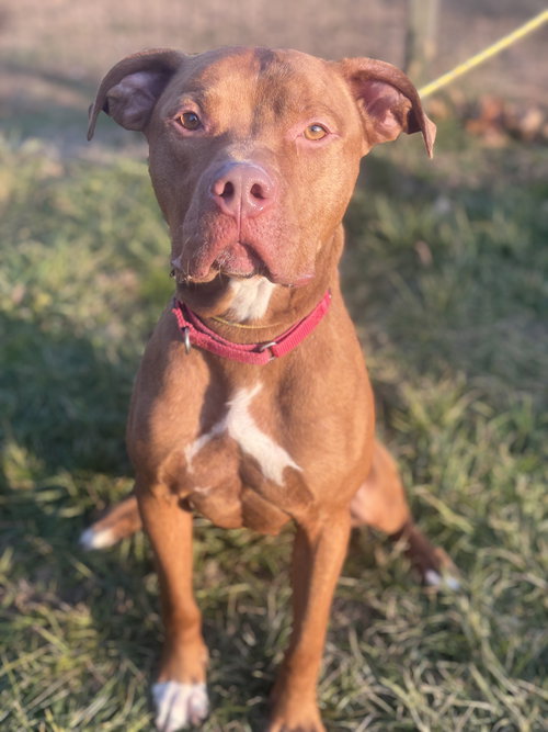 picture of the dog needing adoption