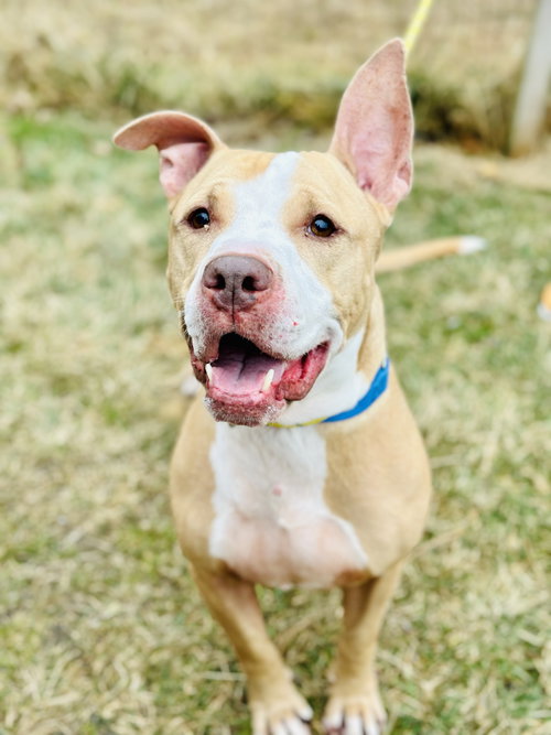 picture of the dog needing adoption