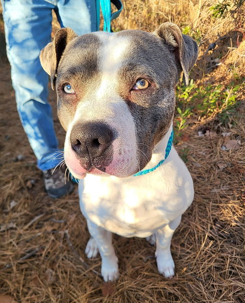 picture of the dog needing adoption