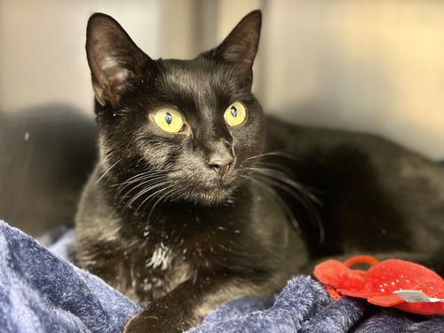 picture of the cat needing adoption
