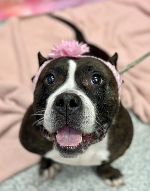 Delilah photo 2